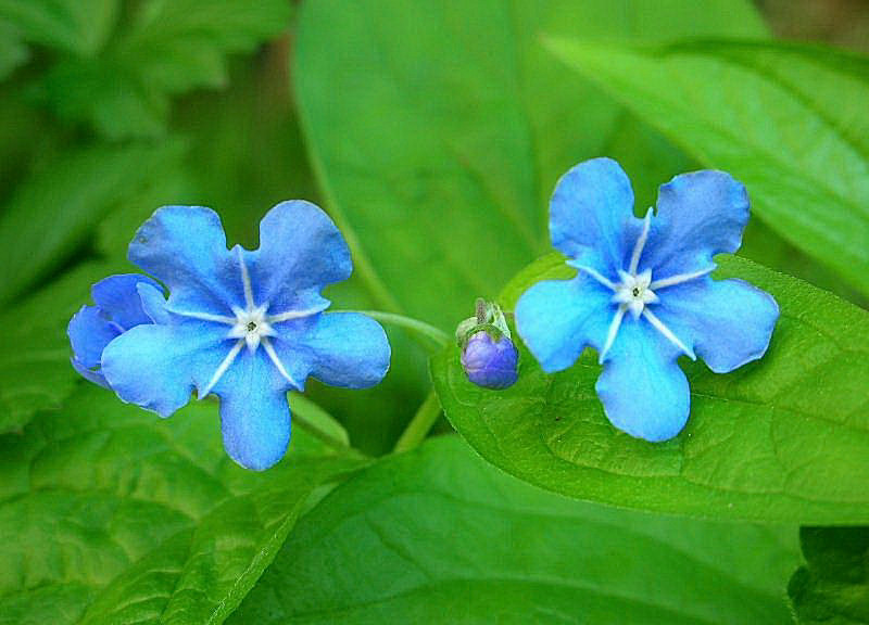Omphalodes verna / Borrana
